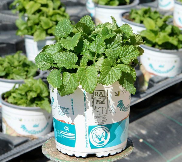 Planta Melissa Officinalis