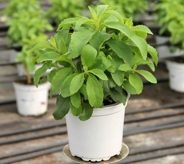 Planta Estevia (Stevia Rebaudiana)