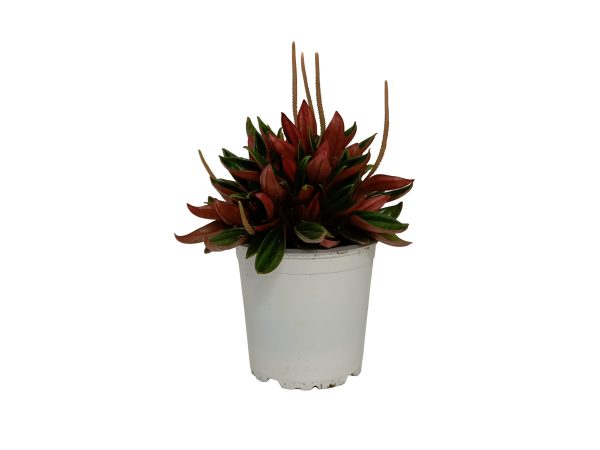 Peperomia Rosso