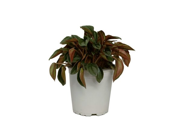 Peperomia Napoli