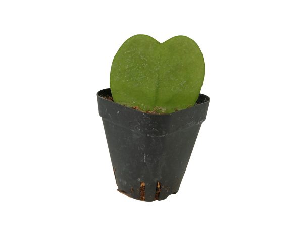 Hoya Kerrii