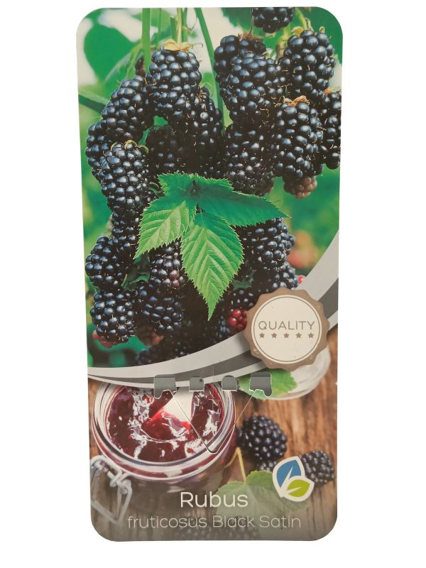 Planta de Mora Black Stain C-2Lt