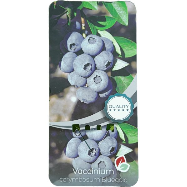 Planta de Arándano Bluegold C-2Lt