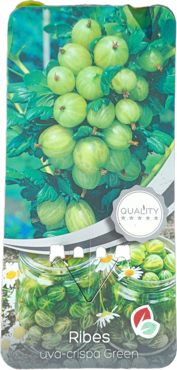 Planta de Uva Crispa Verde C-2Lt
