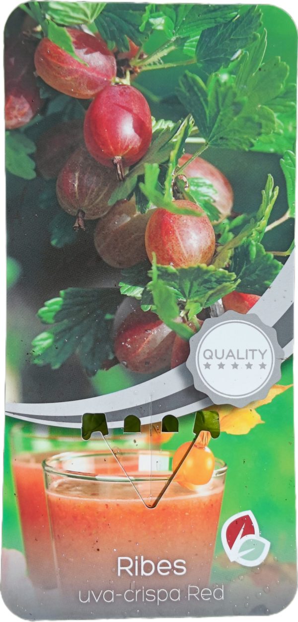 Planta de Uva Crispa Roja C-2Lt