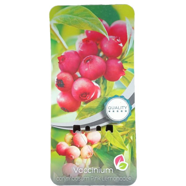 Planta de Arándano Rojo PINK LEMONADE C-2Lt