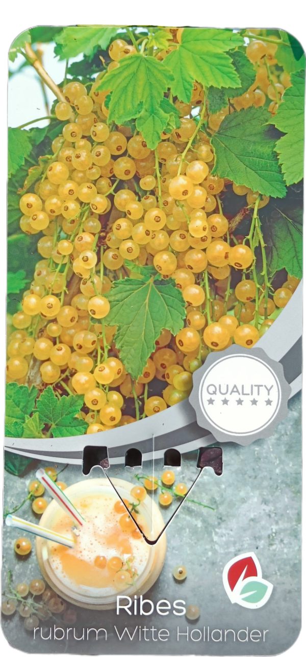 Planta de Grosella Blanca WHITE HOLLANDER C-2Lt