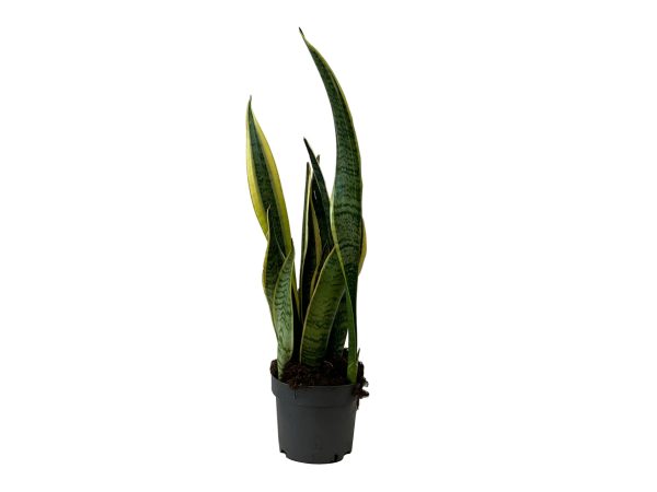 Sansevieria