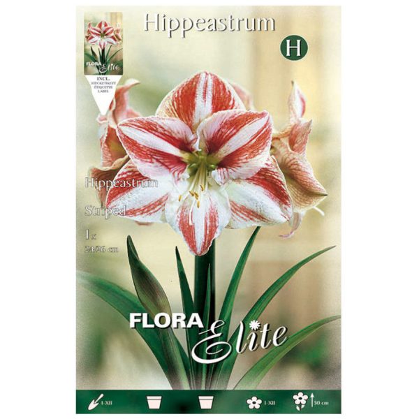 Bulbos Amarillis Hippeastrum Striped Elite