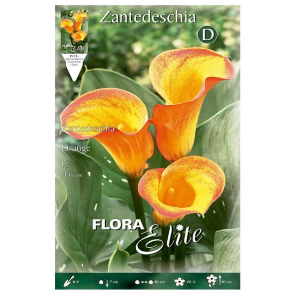 Bulbos Calla Orange Elite
