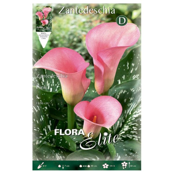 Bulbos Calla Pink elite