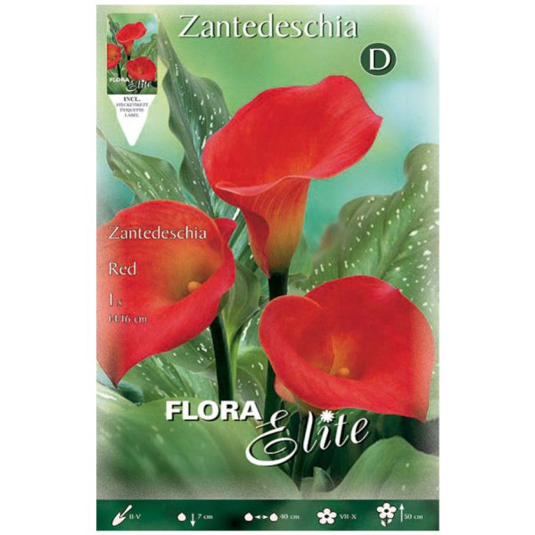 Bulbos Calla Red Elite