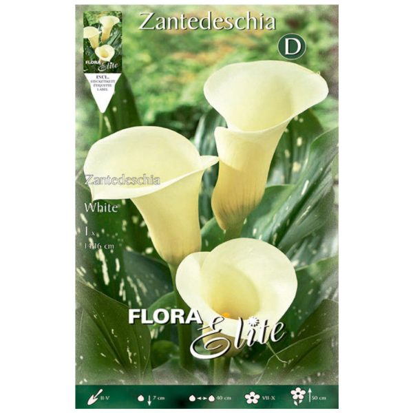 Bulbos Calla White Elite