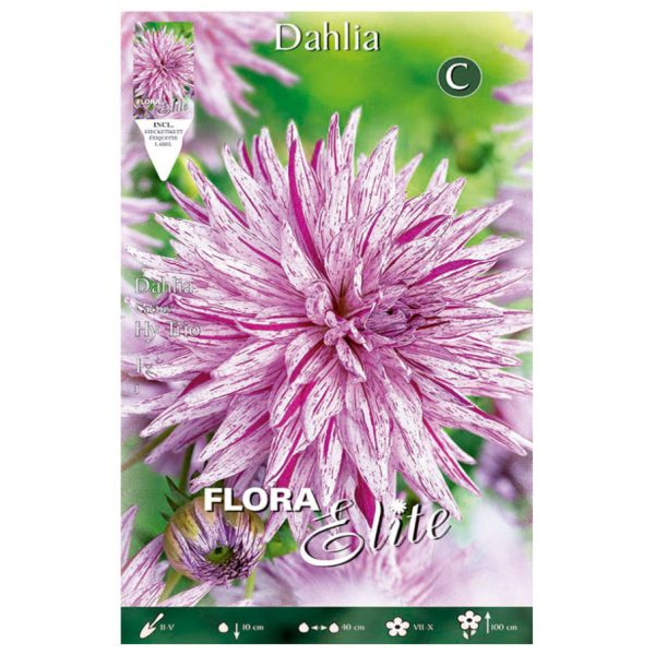 Bulbos Dalia Cactus Hy Trio Elite