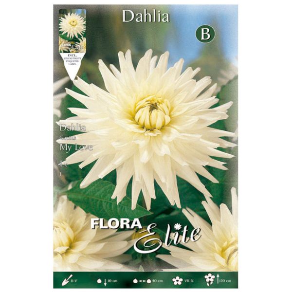 Bulbos Dalia Cactus My Love Elite