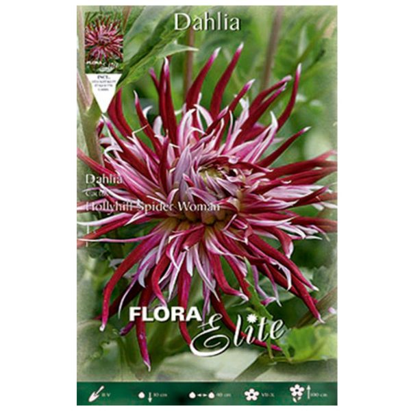 Bulbos Dalia Cactus Spider Woman Elite