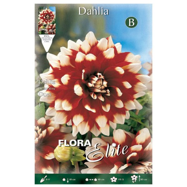 Bulbos Dalia Decorativa Duet Elite