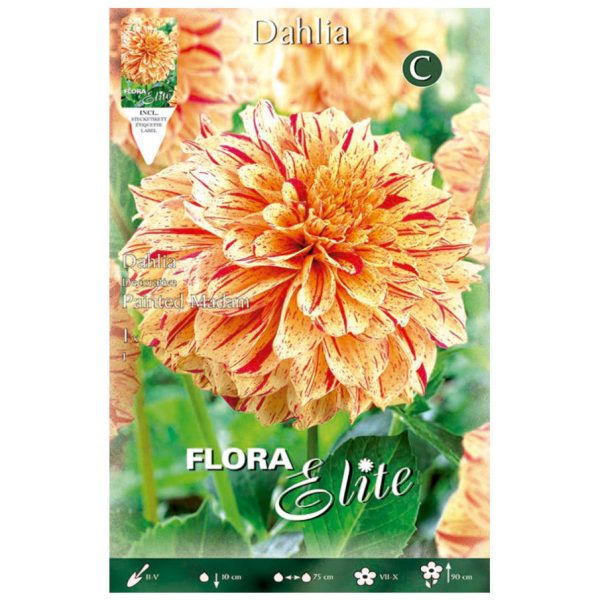 Bulbos Dalia Decorativa Painted Madam Elite