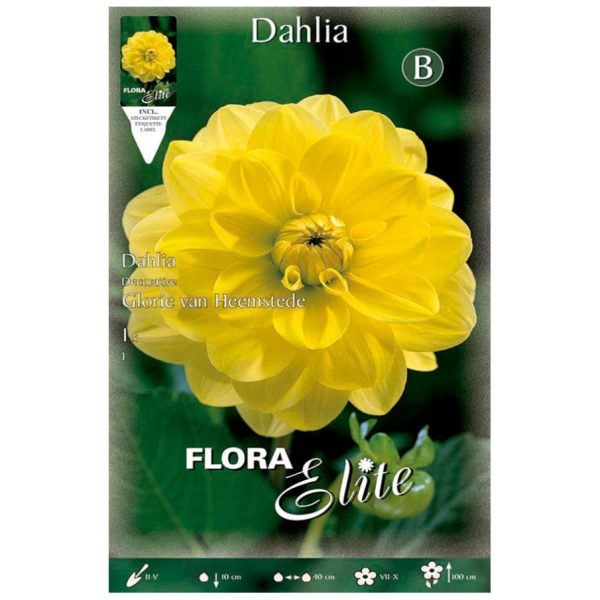 Bulbos Dalia Decorativa Glorie Van Heemstede Elite