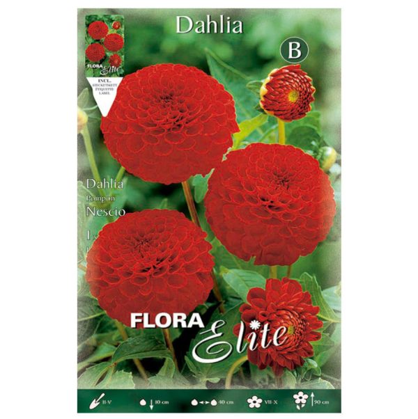 Bulbos Dalia Pom Pom Nescio Elite