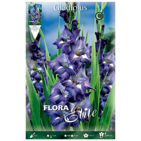 Bulbos Gladiolo Blue Isle Elite