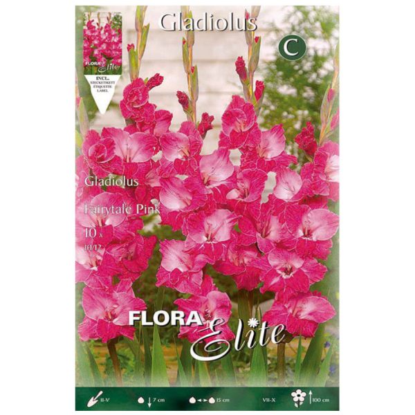 Bulbos Gladiolo Fairytale Pink elite