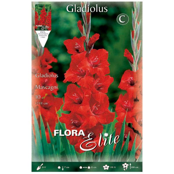 Bulbos gladiolo Mascagni Elite