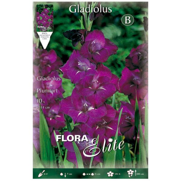 Bulbos Gladiolo Plumtart Elite