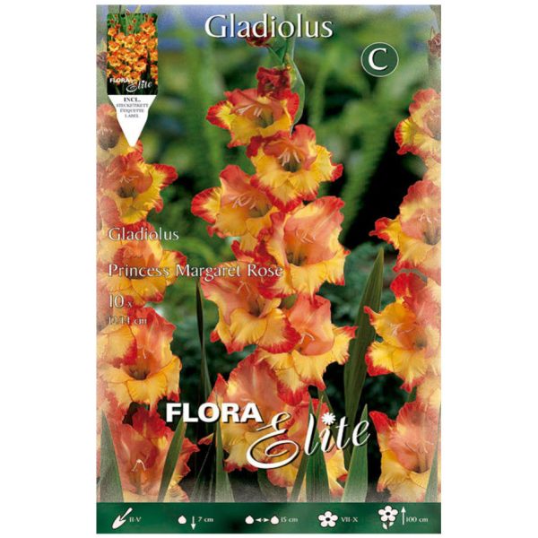 Bulbos Gladiolo Princess Margaret Rose Elite