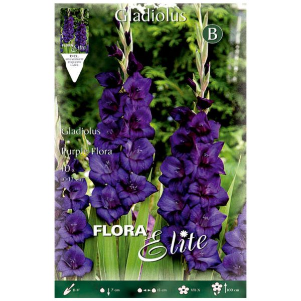 Bulbos Gladiolo Purple Flora Elite