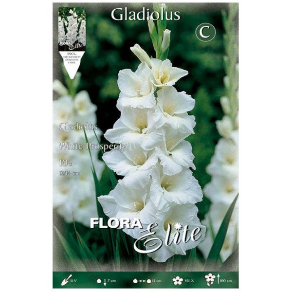 Bulbos Gladiolo White Prosperity Elite
