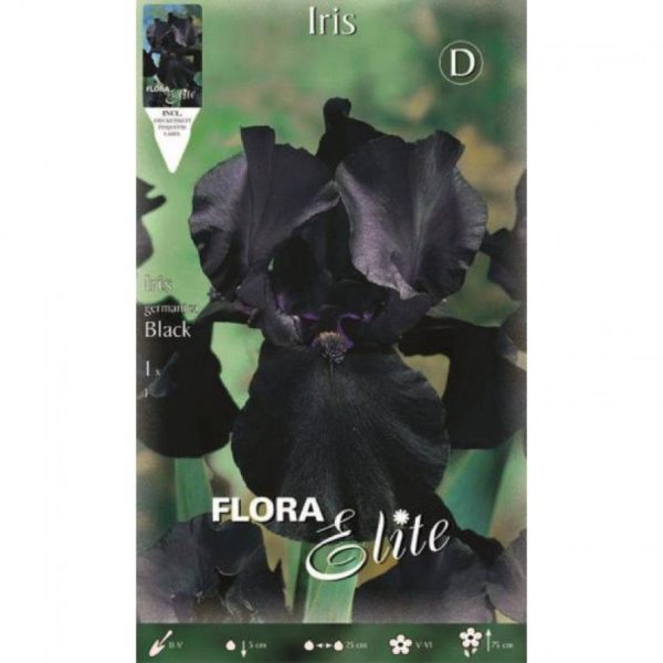 Bulbos Iris Germanica Black Elite