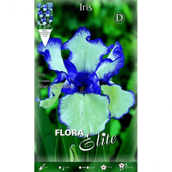 Bulbos Iris Germanica Blue White Elite