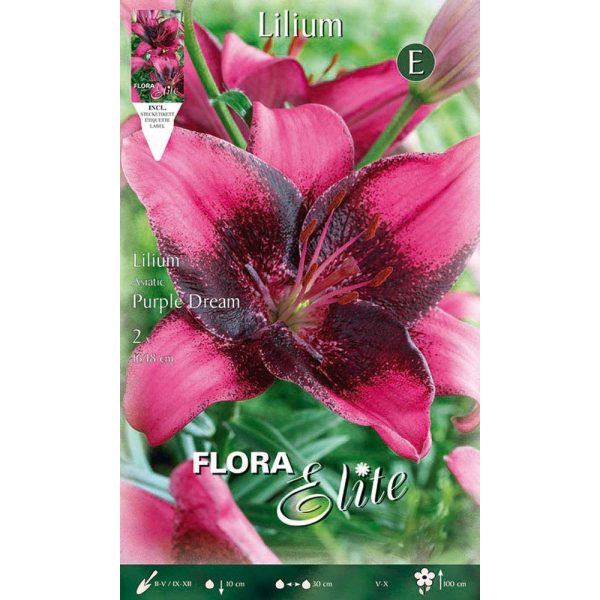 Bulbos Lilium Asiatic Purple Dream