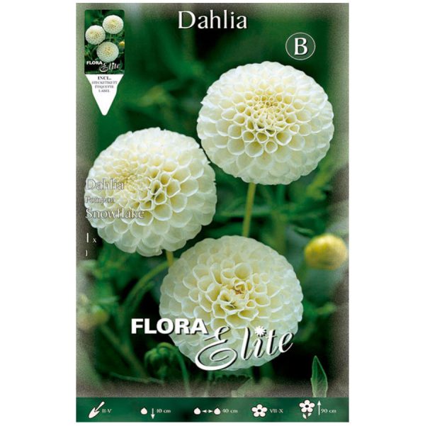 Bulbos dalia Pom Pom Snowflake Elite