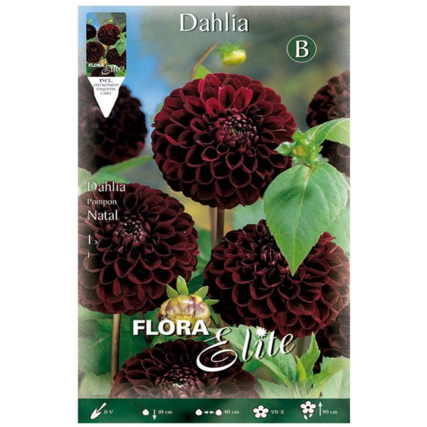Bulbos Dalia Pom Pom Natal Elite