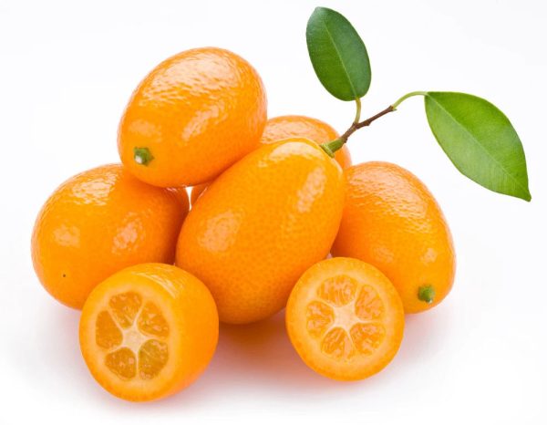 Arbol Naranjo Chino Kumquat – Naranjo Enano Citrus Fortunella